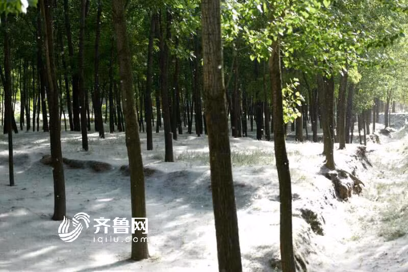 Sự thực là không hề có tuyết rơi, những "bông tuyết" mà người xem nhìn thấy là những cánh hoa của cây dương, một loại cây cùng họ với cây liễu rơi xuống đất. (Nguồn Sina)