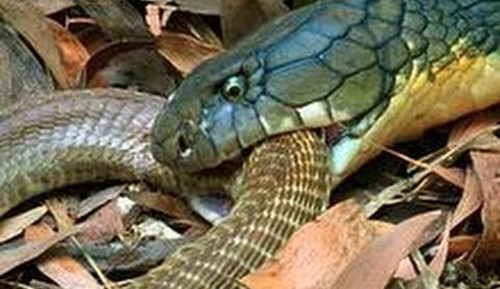 Thực tế, không chỉ giết chết bạn tình là những con hổ mang cái, hổ mang chúa đực còn không buông tha cả tình địch của mình. Đã có ghi nhận về trường hợp hổ mang chúa đực cắn chết và ăn thịt cả những con hổ mang đực tình địch trong trận chiến giành quyền giao phối. (Ảnh Arkive)