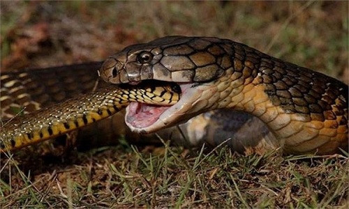 Trong ảnh là cảnh tượng con rắn hổ mang chúa đực đang giết chết và ăn thịt rắn hổ mang cái vì bị từ chối giao phối. Cụ thể, con rắn hổ mang chúa đực này là kẻ thứ ba, chen vào quan hệ của đôi rắn hổ mang đang giao phối. Tuy nhiên, sau khi đánh đuổi được con đực cũ đi, hổ mang chúa đực mới vẫn không được con cái chấp thuận. Tức mình, nó giết luôn cả con cái và ăn thịt. (Ảnh Animallovenew)