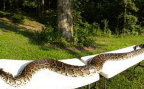 Người dân ở quận Warren, bang Missouri Mỹ đã hoang mang khi phát hiện một con trăn khổng lồ xâm nhập vào khu dân cư và giết nhiều vật nuôi. Thậm chí, họ còn phải giữ con nhỏ bên cạnh vì sợ bọn trẻ sẽ làm mồi cho trăn. (Ảnh:Metro)