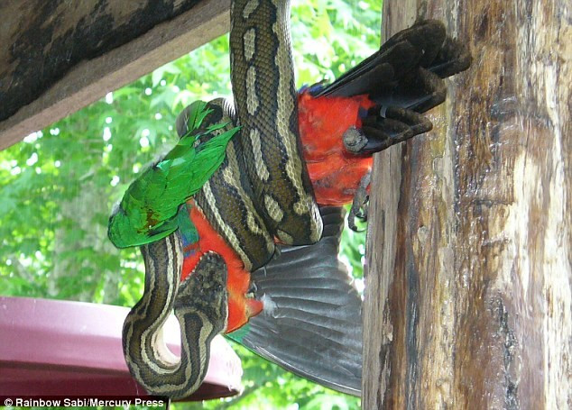 Cô Rainbow Sabi ở New South Wales, Australia đã vô cùng hoảng sợ khi phát hiện một con trăn khổng lồ đã đột nhập vào nhà và làm thịt con vẹt cưng yêu quý của mình. Theo cô, rất có thể, con trăn đã nằm phục trên mái nhà và tấn công vẹt khi thấy nó đậu trên giá để thức ăn cho chim. (Ảnh: Dailymail)