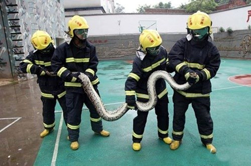 Sau khi phát hiện ra dấu vết của con trăn đột nhập vào nhà bấy lâu nay gây ra ác mộng, chủ nhà lậ tức gọi cho đội cứu hỏa địa phương. Sau khi đến hiện trường, 6 người lính cứu hỏa cũng phải mất hai tiếng mới hàng phục được con trăn khổng lồ hung dữ này. Được biết, con trăn này cũng thuộc loài trăn Miến Điện khổng lồ. (Ảnh: Sina)