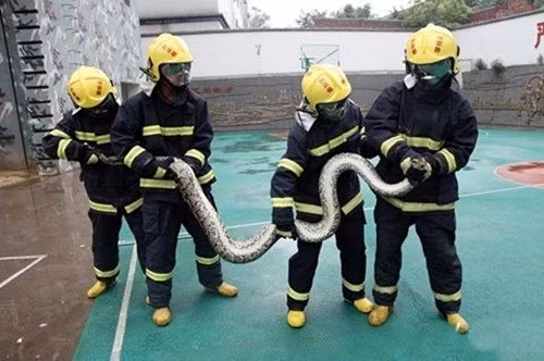 Sau khi phát hiện ra dấu vết của con trăn đột nhập vào nhà bấy lâu nay gây ra ác mộng, chủ nhà lậ tức gọi cho đội cứu hỏa địa phương. Sau khi đến hiện trường, 6 người lính cứu hỏa cũng phải mất hai tiếng mới hàng phục được con trăn khổng lồ hung dữ này. Được biết, con trăn này cũng thuộc loài trăn Miến Điện khổng lồ. (Ảnh: Sina)