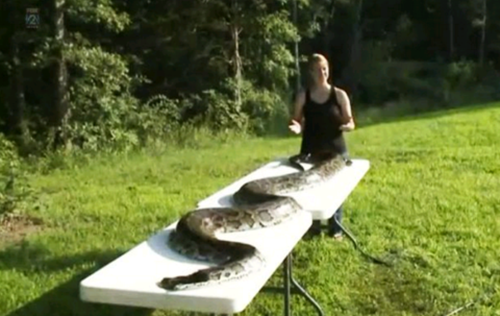 Cuối cùng, khi đang đột nhập vào vườn nhà bà Pauline Horstdaniel, nó bị phát hiện. Ngay khi phát hiện, bà Pauline gọi người hàng xóm có súng săn là Clayton Dement giúp đỡ. Ông Clayton Dement đã dùng khẩu súng săn hai nóng nã thẳng vào đầu của con trăn trước khi nó kịp tấn công mình. Theo đo đạc, con trăn dài tới 4,5m và nặng khoảng 73kg. (Ảnh:Metro)