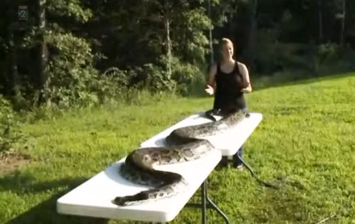 Cuối cùng, khi đang đột nhập vào vườn nhà bà Pauline Horstdaniel, nó bị phát hiện. Ngay khi phát hiện, bà Pauline gọi người hàng xóm có súng săn là Clayton Dement giúp đỡ. Ông Clayton Dement đã dùng khẩu súng săn hai nóng nã thẳng vào đầu của con trăn trước khi nó kịp tấn công mình. Theo đo đạc, con trăn dài tới 4,5m và nặng khoảng 73kg. (Ảnh:Metro)