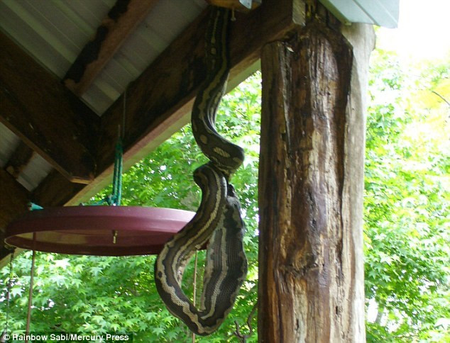 Trong suốt một giờ đồng hồ, cô Rainbow Sabi chỉ biết nhìn con trăn khổng lồ nuốt chửng vẹt cưng của mình và ghi lại những hình ảnh ghê rợn này để cảnh báo cho những người dân sống cạnh nhà. Đồng thời, cô cũng gọi cho chuyên gia bắt rắn để họ khống chế và đưa con trăn khổng lồ này đi. (Ảnh: Dailymail)