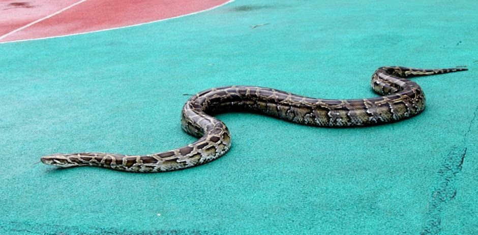 Một con trăn khổng lồ dài 4,2m, nặng 50kg đã bị bắt tại vườn cây ăn quả của một hộ dân tại phía Tây Nam thị trấn Phàn Chi Hoa, Tứ Xuyên, Trung Quốc sau khi liên tiếp săn giết gia cầm của chủ nhà lại ngang nhiên xuất hiện. (Ảnh: Sina)