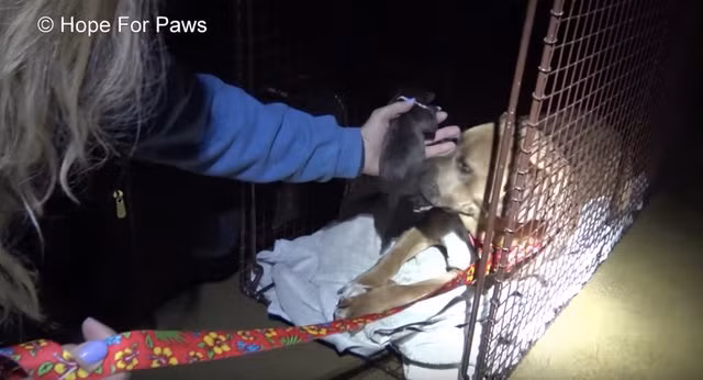 Khi chó con cuối cùng được đưa ra khỏi bụi cây, Rainbow quyết định đứng dậy và đi vào lồng, tin tưởng vào con người một lần nữa. (Nguồn Youthwant)