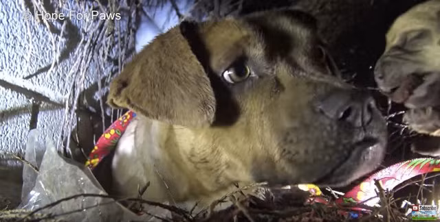 Thực tế, trong suốt vài tháng qua, những người yêu động vật địa phương đã cố gắng để giúp đỡ Rainbow, tuy nhiên nó luôn đề phòng con người. Chỉ cần có người đến gần, Rainbow sẽ sợ hãi và bỏ chạy. Tuy nhiên khi có con, Rainbow dũng cảm hơn, vượt qua nỗi sợ và cuối cùng cũng chấp thuận sự giúp đỡ của con người. (Nguồn Youthwant)