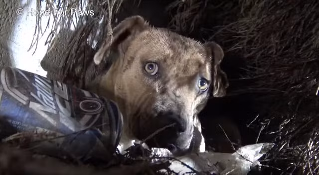 Khi nhận được báo cáo về trường hợp của Rainbow, tổ chức cứu hộ động vật cơ nhỡ Hope For Paws đã lái xe suốt ba tiếng rưỡi đến địa điểm được báo cáo để cứu giúp chó mẹ đáng thương. Tuy nhiên điều kiện thời tiết cực kỳ bất lợi khiến việc giải cứu gặp nhiều khó khăn, mới đầu, họ còn không xác định được vị trí của Rainbow và đàn con mới đẻ. (Nguồn Youthwant)