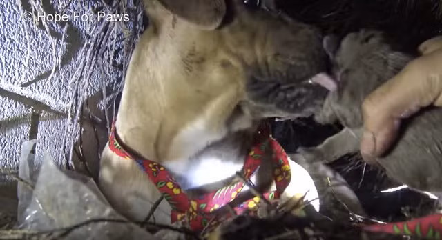 Theo các nhân viên cứu hộ, Rainbow hoàn toàn có thể để lại các con, chạy đi như mọi lần để giữ an toàn cho bản thân nhưng nó đã không làm như vậy. Thay vào đó, chó mẹ dũng cảm đối mặt với sự sợ hãi và ở lại với đàn con của mình. (Nguồn Youthwant)