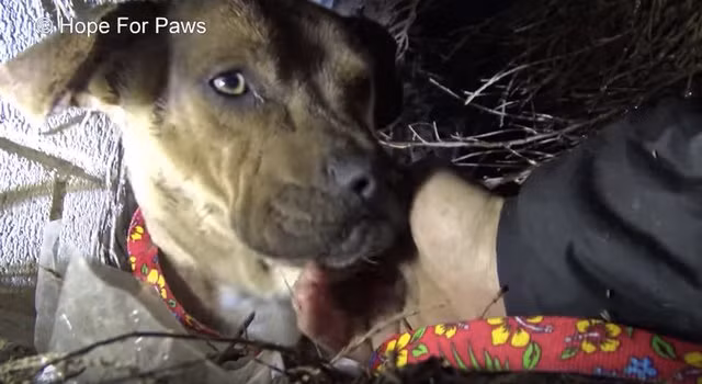 Sau rất nhiều nỗ lực, cuối cùng các nhân viên cứu hộ cũng tìm thấy Rainbow và đàn con nhỏ. Lúc này, chó mẹ đã run bần bật nhưng vẫn cố hết sức để giữ ấm cho đàn con. Nó dùng cơ thể để cuộn chặt lấy đàn con trong cơn mưa bão. (Nguồn Youthwant)