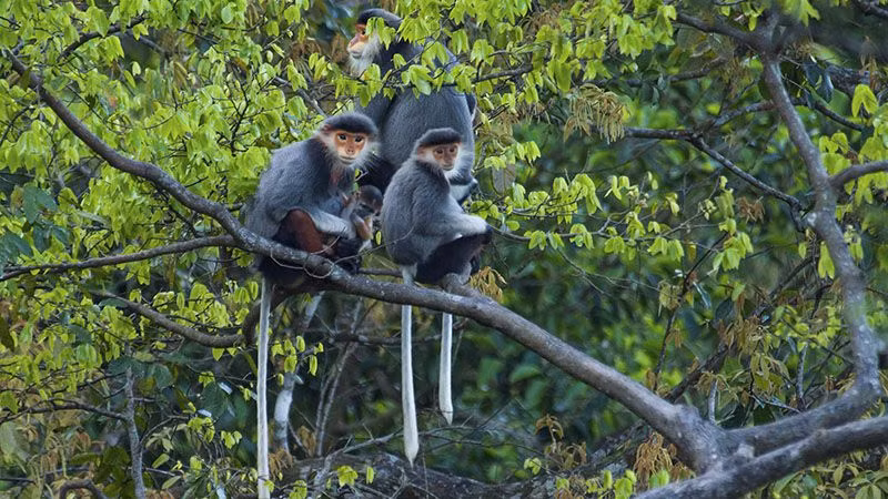 Ở Việt Nam, voọc chà vá chân nâu được tìm thấy ở Thanh Hoá, Nghệ An, Hà Tĩnh, Quảng Bình, Thừa Thiên - Huế, Quảng Nam, Kontum, Gia Lai, Đắk Lắk, Lâm Đồng, Đồng Nai... nhưng nhiều nhất là ở bán đảo Sơn Trà, Đà Nẵng. (Ảnh: Tourismdanang)