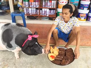 Mặc dù bị gọi là dị nhân coi lợn gái như bạn gái nhưng chàng trai 25 tuổi Pattanadol vẫn chẳng suy nghĩ gì. (Nguồn Sina)