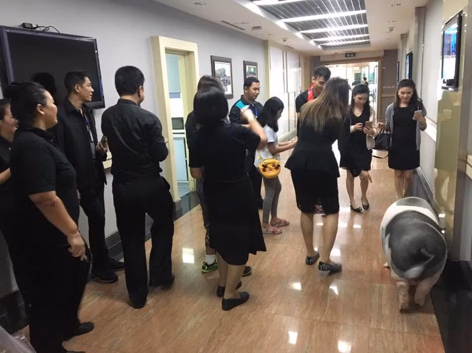 Cô lợn cưng Junior cũng nổi tiếng theo chủ nhân của mình, được săn đón, chụp ảnh như ngôi sao. (Nguồn Sina)