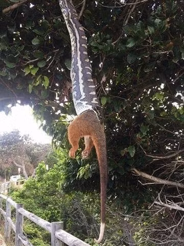 Treo mình trên một cành cây, con trăn khổng lồ này công khai khả năng săn giết kinh hoàng của mình khi cố tình nuốt chửng một con thú có túi trưởng thành ngay giữa ban ngày ban mặt tại khu vực dân cư. (Nguồn Buzzfeed)