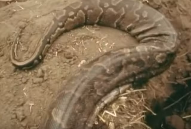 Đây là một trong những cách bắt trăn khổng lồ hiệu quả nhưng vô cùng nguy hiểm. Nếu sơ sót hoặc chủ quan, người hiến chân làm mồi câu trăn khổng lồ có thể bị nó siết chặt đến mức gãy chân, cực kỳ đau đớn.