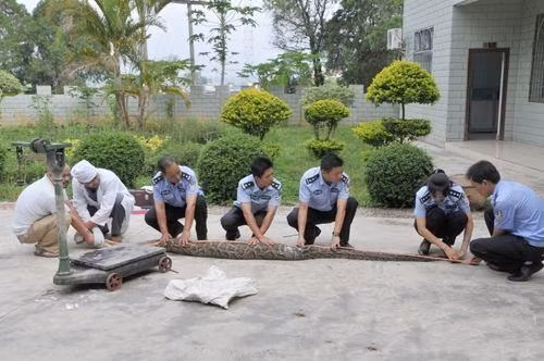 Qua giám định, đây là một con trăn Miến Điện đực, thuộc nhóm động vật quý hiếm được bảo vệ cấp quốc gia. Đo đạc cụ thể, con trăn dài hơn 2,7m, nặng hơn 10,5kg, là một con trăn trẻ tuổi. Sau khi bị khống chế, nó được thả về tự nhiên hoang dã, cách xa khu dân cư.