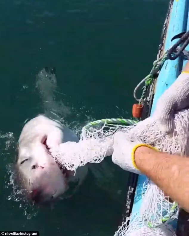 Đối mặt với tình huống oái oăm, người ngư dân dũng cảm cũng quyết không chịu thua, chỉ cần cá mập ngoi lên khỏi mặt nước, nó sẽ tiếp tục lĩnh những cú đấm trời giáng vào mũi. (Nguồn Sina)