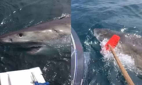 Trước đây không lâu, một ngư dân tên Dan trong khi đánh cá gần khu vực Port Fairy, bang Victoria, Australia cũng gặp trường hợp tương tự. Con cá mập trắng mà Dan gặp phải liên tục lượn vòng quanh và nhô lên mặt nước như muốn tấn công và cướp cá trong thuyền. (Ảnh Mirror)