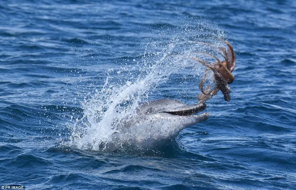 Theo tìm hiểu, thông thường cá heo sẽ không nuốt chửng bất cứ một con mồi nào mà nó săn giết được. (Ảnh: Telegraph)