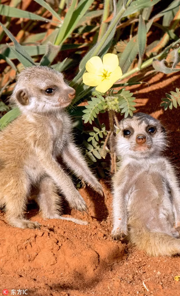 Cảnh tượng vô cùng đáng yêu về chị em cầy meerkat đã đốn gục trái tim của nhiều người yêu động vật, yêu thiên nhiên hoang dã, truyền cảm hứng cho nhiều người, khiến mọi người từ yêu quý đến có ý thức hơn trong việc bảo tồn môi trường sống tự nhiên của các loài động vật hoang dã. (Nguồn Sina)