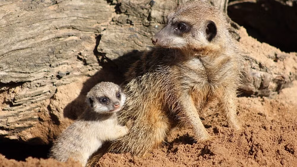 Meerkat là loài thú ăn thịt kiếm ăn vào ban ngày, sinh sống trong tất cả các khu vực của sa mạc Kalahari ở Botswana và Nam Phi và chúng sống theo từng bầy. (Ảnh: Wildanimals)