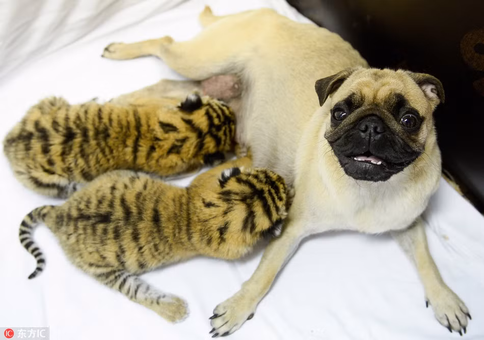 Không màng đến sự khác biệt về giống loài, cô chó pug sẵn sàng nhận nuôi hai con hổ con mồ côi bằng chính dòng sữa của mình. (Nguồn Sina)