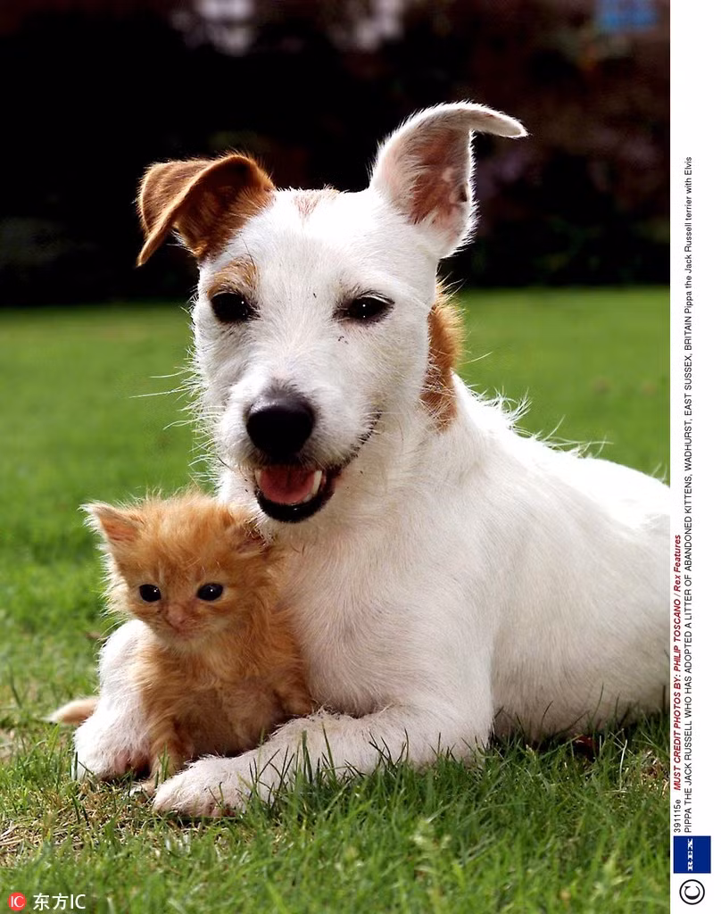 Chó và mèo là kẻ thù truyền kiếp? Điều đó thực sự không đúng trong trường hợp này. Cô chó có tên là Pippa đã cưu mang, chăm sóc mèo con mồ côi vô cùng cẩn thận, khiến mèo con không còn cô đơn, sống lạc quan, vui vẻ hơn rất nhiều. (Nguồn Sina)