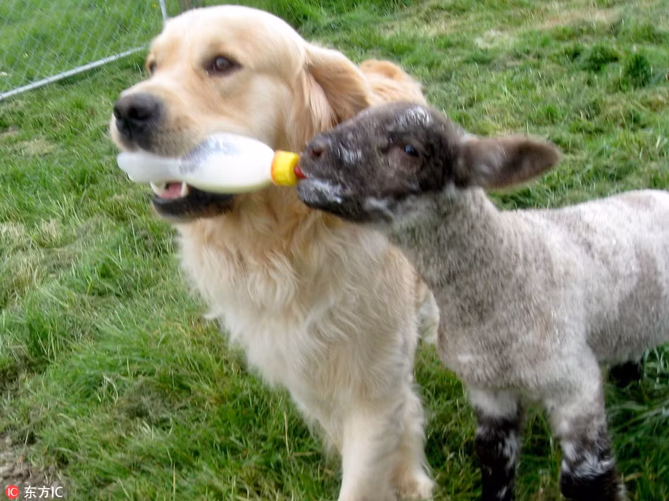 Chăm sóc cho dê con mồ côi từng chút một, chú chó tha mồi này xứng đáng là một trong những cha nuôi động vật đáng vinh danh nhất trong vương quốc động vật. (Nguồn Sina)