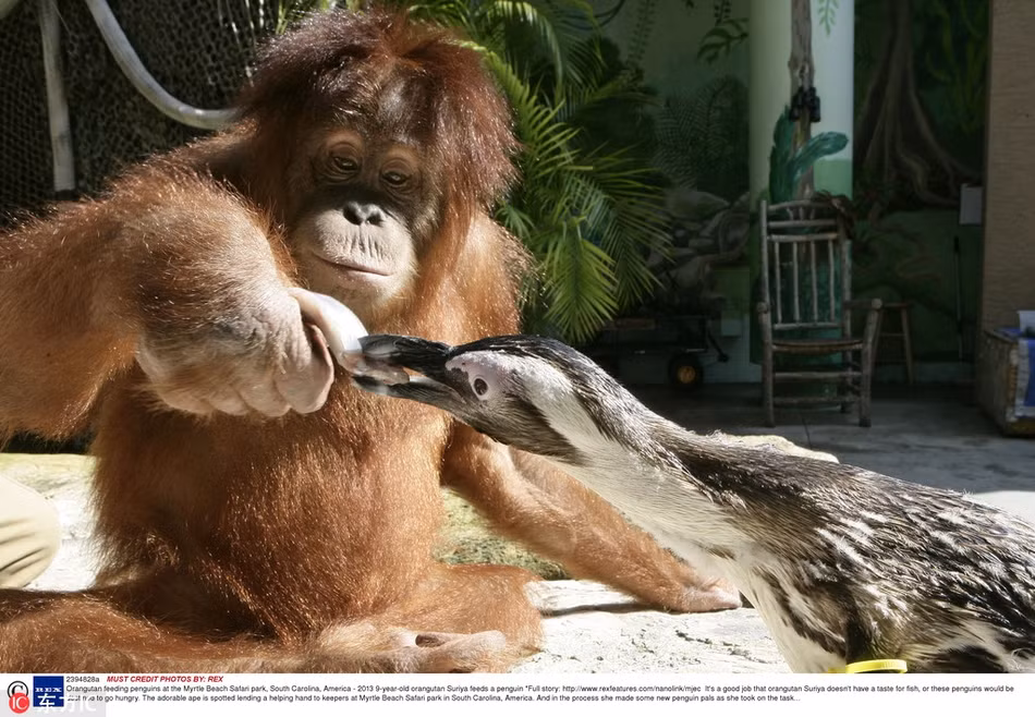 Đười ươi yêu thương chim cánh cụt cô độc như người thân trong gia đình của mình, nó thậm chí còn tốn công bón từng miếng ăn cho chim cánh cụt như chính con đẻ của mình. (Nguồn Sina)