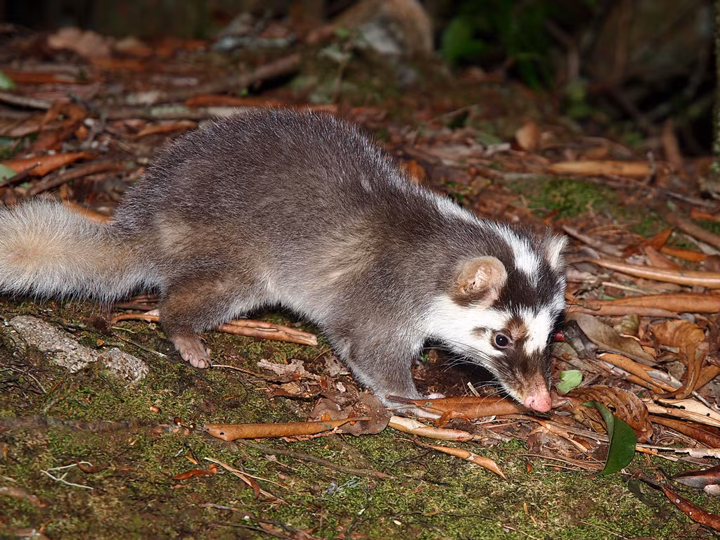 Theo tìm hiểu, đây cũng là loài động vật hoang dã quý hiếm nằm trong sách đỏ Việt Nam. (Ảnh: Flickr)