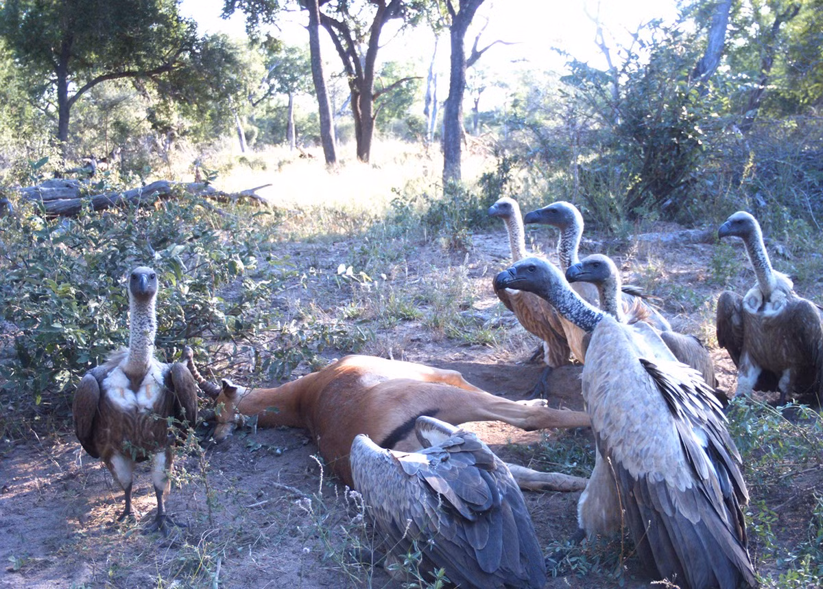 Tuy nhiên, khi chưa kịp động thủ thì chim ưng gặp phải đàn kền kền, những kẻ to lớn, ăn xác thối chuyên nghiệp. (Nguồn Londolozi)