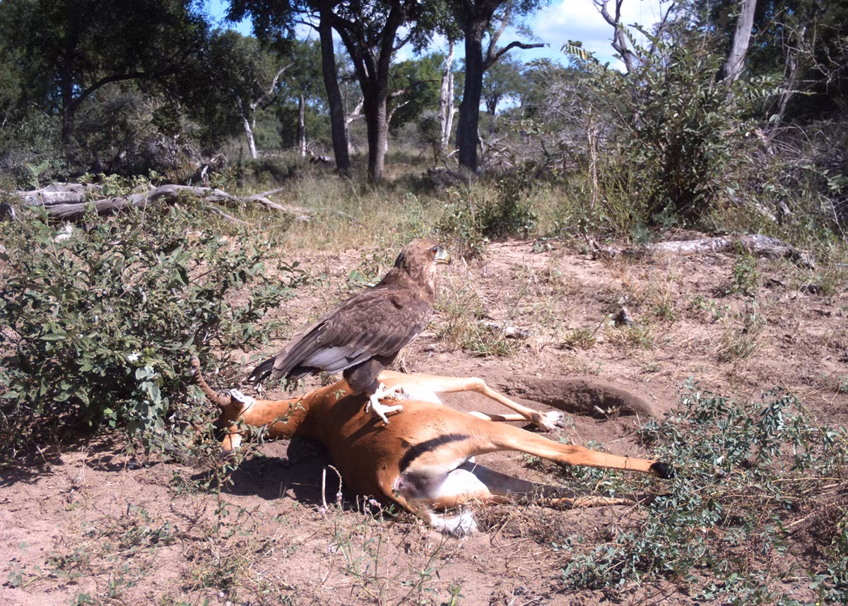 Sau khi một con linh dương Impala thua trận ngã xuống, con còn lại bỏ đi, để lại xác của đồng loại nằm phơi dưới trời nắng. (Nguồn Londolozi)