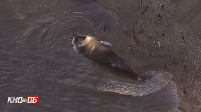 Theo báo cáo của KGO, các nhà khoa học đã kịp thu thập mẫu da và mỡ, thịt của con cá voi trước khi cơ thể nó phân hủy trầm trọng hơn. (Ảnh: KHO)