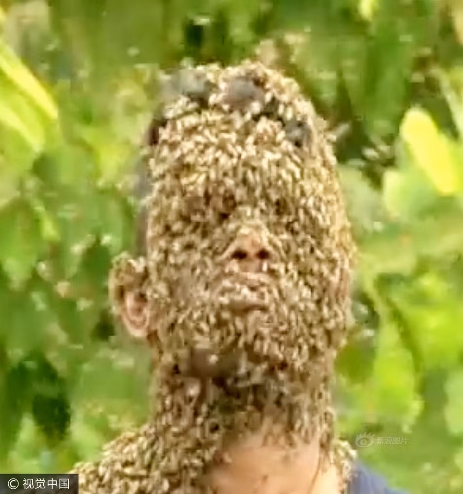 Việc bị đốt hay chạm vào những con ong là chuyện thường ngày đối với Nature M.S. (Nguồn Sina)