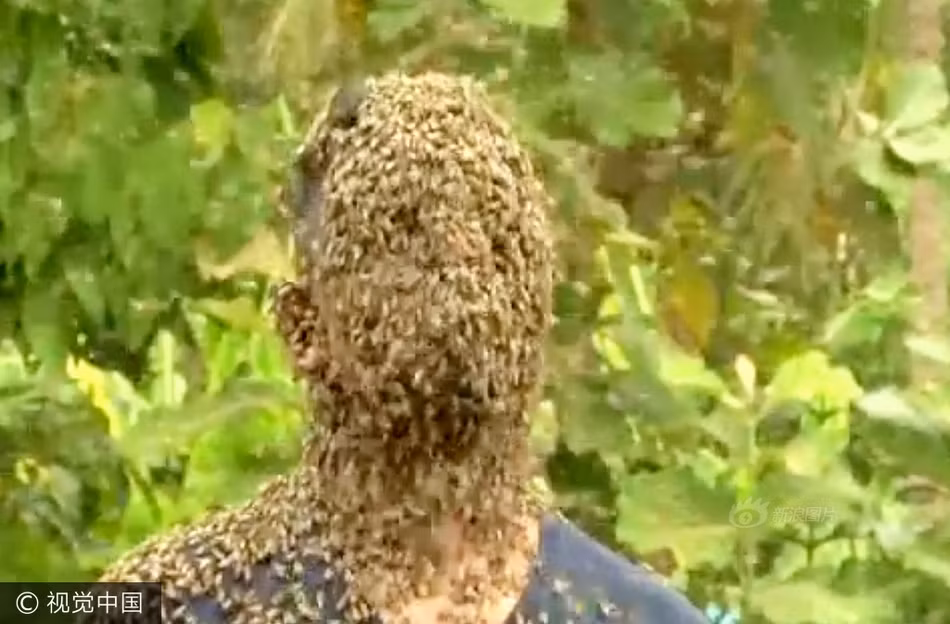 Theo chia sẻ, trong cuộc sống hàng ngày, Nature M.S có thể tiếp xúc với những con ong mật này mà hoàn toàn không cần đồ bảo hộ. (Nguồn Sina)