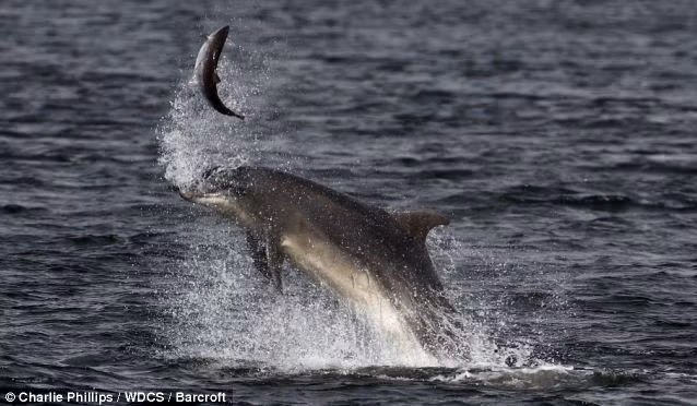 Tuy vậy, những mặt tối trong tính cách chỉ xảy ra ở những con cá heo đực. (Ảnh: Dailymail)