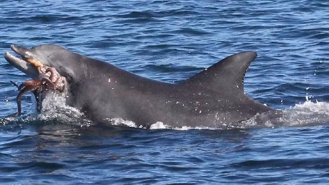 Theo nhiều quan điểm, cá heo thậm chí còn có tính cách tàn ác đội lốt vỏ bọc dễ mến của đội ngũ "lính cứu hộ đại dương". Chúng thô bạo trong kết giao với bạn tình, sẵn sàng giết con non và thậm chí là cả giao phối cận huyết với chính con của mình. (Ảnh: Keyworddude)