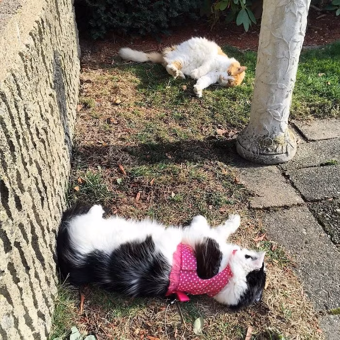 Chẳng bao lâu sau, Scottie nhút nhát trở nên mạnh mẽ hơn, tiếp cận Sophie với khoảng cách gần hơn và làm nhiều trò để gây sự chú ý. (Nguồn Bored Panda)