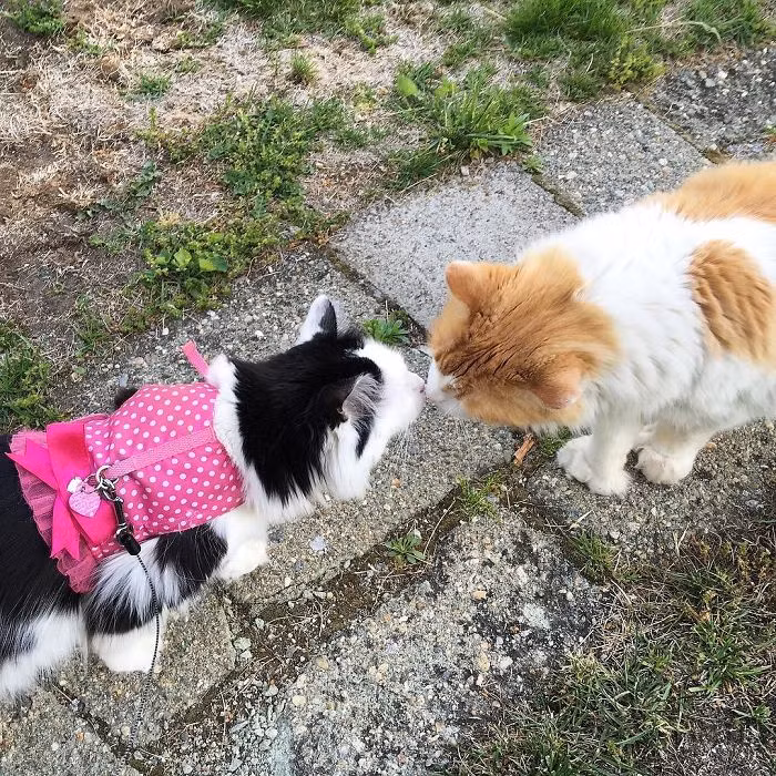 Sau những lần đi chơi, tiếp xúc, Sophie đã cảm mến Scottie, nàng mèo cho phép bạn trai ngồi cạnh mình một cách thân mật và thậm chí là chào hỏi bằng một nụ hôn nhanh. (Nguồn Bored Panda)