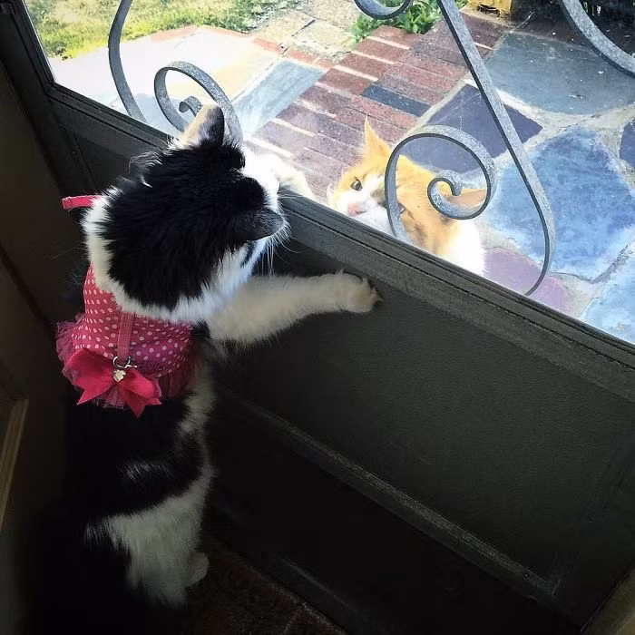 Cô mèo xinh đẹp Sophie trở nên vui vẻ hơn hẳn, bắt đầu mong chờ những lần gặp mặt với chàng mèo Scottie và háo hức tham gia những cuộc phiêu lưu ngoài trời cùng với chàng mèo đực. (Nguồn Bored Panda)