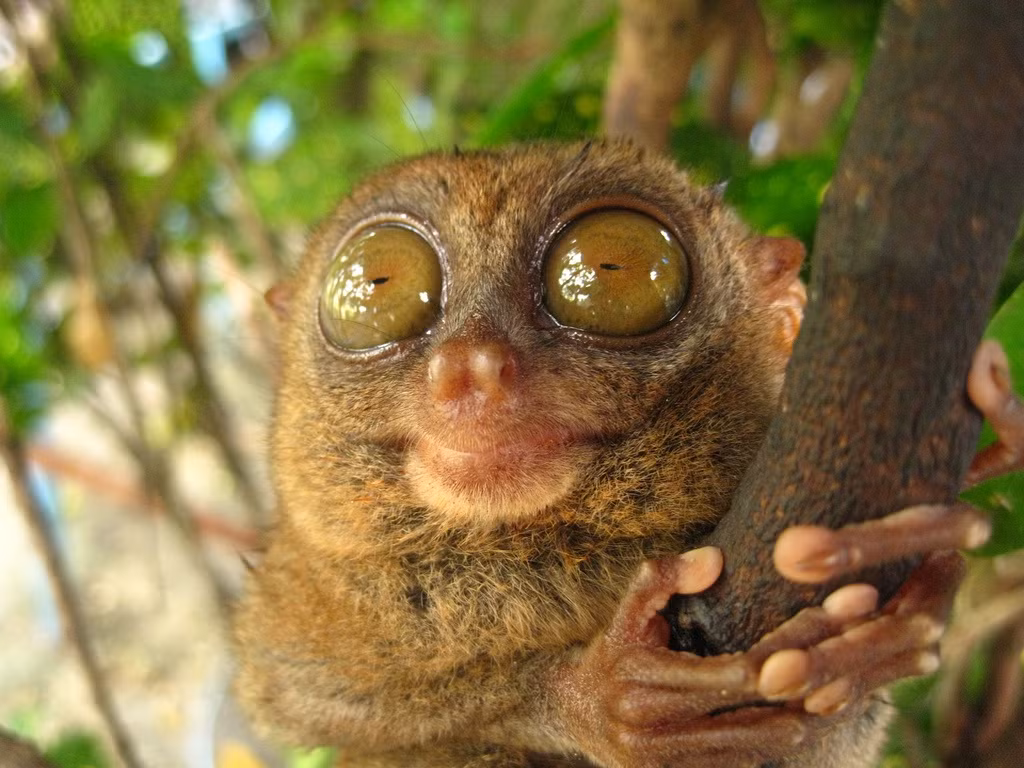 Dường như khi phát triển một bộ phận nào đó để bù đắp thiếu sót, khỉ Tarsier thường phát triển chức năng của bộ phận đó đến mức cực đại. Cách thức xoay đầu của chúng cũng giống như vậy, đã không xoay thì thôi, khi xoay đầu, khỉ Tarsier có thể xoay đúng một vòng 360 độ hệt như loài cú, khiến nhiều người kinh ngạc. (Ảnh: Wonderful Indonesia)