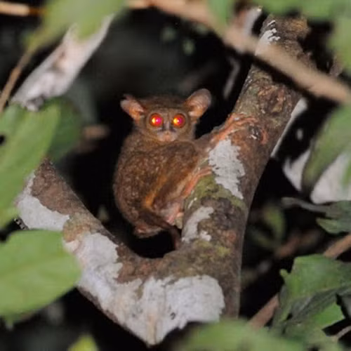 Theo các nhà nghiên cứu cho biết, mặc dù có ngoại hình rất giống nhau nhưng tiếng kêu của các loài khỉ Tarsier lại rất khác. Đó cũng chính là đặc trưng rõ nét nhất giúp các nhà nghiên cứu phát hiện ra loài mới. (Ảnh: Species New to Science)