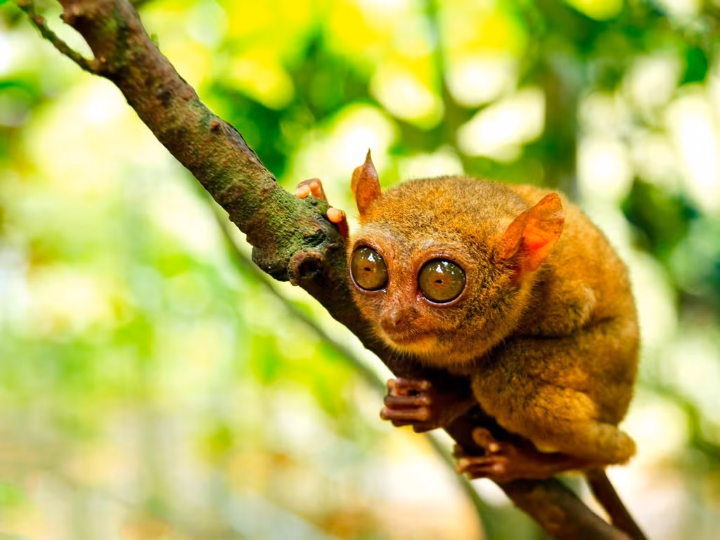 Bất tiện duy nhất là bởi vì mắt quá to, nên khỉ Tarsier không thể đảo mắt để quan sát tứ phía. Muốn nhìn sang xung quanh, chúng phải xoay cả đầu. (Ảnh: Wonderful Indonesia)