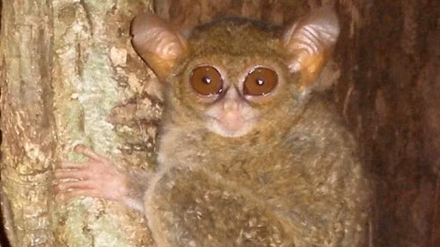 Đôi mắt to tròn, chiếm gần hết khuôn mặt của khỉ Tarsier giúp chúng có thể quan sát tốt ngay cả trong bóng đêm dày đặc. (Ảnh: National Geographic)