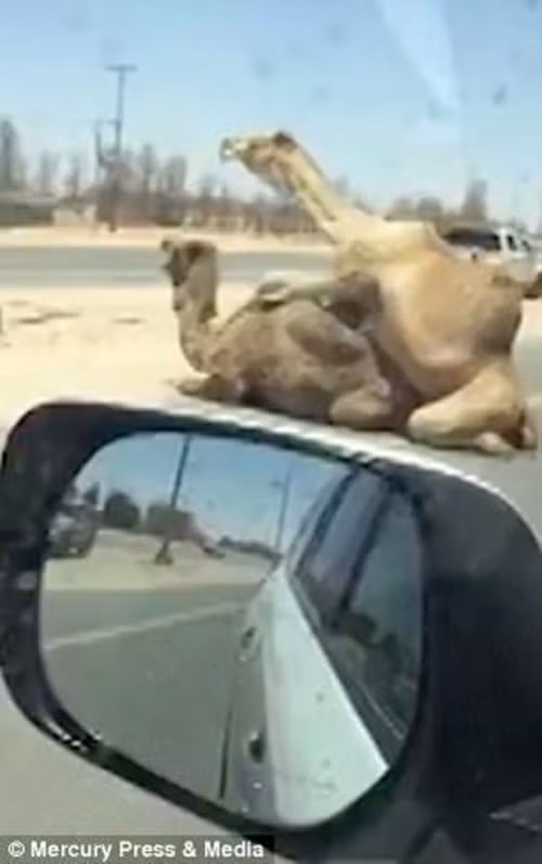 Theo thông tin đăng tải, cặp đôi lạc đà giao phối ngay giữa đường này không hề ngại ngùng hay tỏ ra vội vã, hốt hoảng trước dòng xe qua lại liên tục. Vị trí mà chúng chọn để "yêu đương" nằm ngay giữa trung tâm của đường Sheikh Mohammed Bin Zayed, giữa Dubai và Ras Al-Khaimah.(Nguồn Sina)