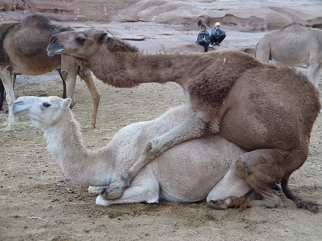 Trong ảnh là cảnh tượng hai con lạc đà được nuôi dưỡng đang giao phối. Chủ nhân của chúng thường đứng ra xa, cách nơi đôi uyên ương đang mặn nồng một khoảng nhất định, tránh làm phiền chúng, đề phòng những hậu quả đáng tiếc. (Ảnh: Mag)