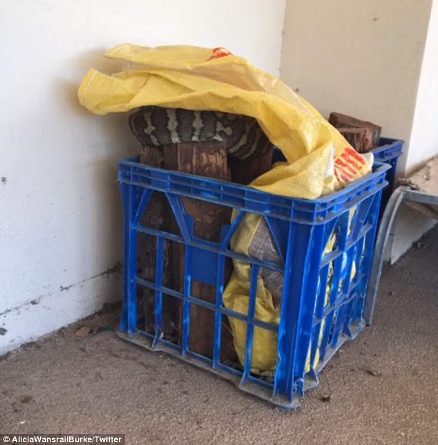 Trong một trận lũ diễn ra vào đầu tháng 4 vừa qua, người dân ở bang Queensland, Australia vô cùng khổ sở vì những con trăn khổng lồ liên tục đột nhập vào nhà để tìm nơi trú ẩn mới. Chúng ẩn nấp khắp mọi nơi, từ ô cửa kính, hộp cầu chì, nhà kho hay thậm chí giả vờ như là cành củi khô. (Ảnh: Twitter)