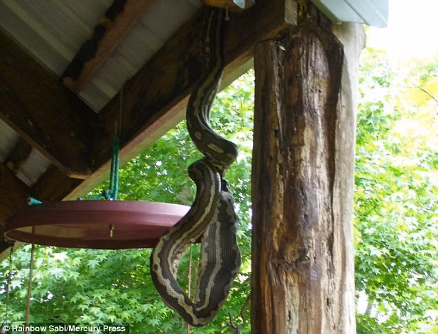 Trong suốt một giờ đồng hồ, cô Rainbow Sabi chỉ biết nhìn con trăn khổng lồ nuốt chửng vẹt cưng của mình và ghi lại những hình ảnh ghê rợn này để cảnh báo cho những người dân sống cạnh nhà. Đồng thời, cô cũng gọi cho chuyên gia bắt rắn để họ khống chế và đưa con trăn khổng lồ này đi. (Ảnh: Dailymail)